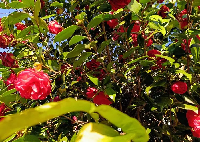 Appartamento Altea - Di Nuovo Accogliente Mini Vicino E Giardino Dervio