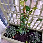 アパート Altea - Di Nuovo Accogliente Mini Vicino E Giardino