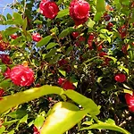 アパート Altea - Di Nuovo Accogliente Mini Vicino E Giardino デルヴィオ