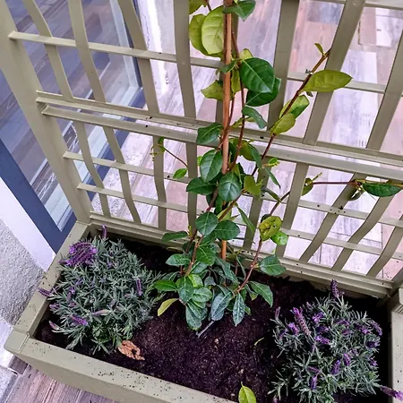 Appartement Altea - Di Nuovo Accogliente Mini Vicino E Giardino