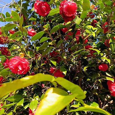 Appartement Altea - Di Nuovo Accogliente Mini Vicino E Giardino Dervio