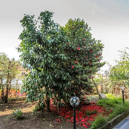 Appartement Altea - Di Nuovo Accogliente Mini Vicino E Giardino Dervio