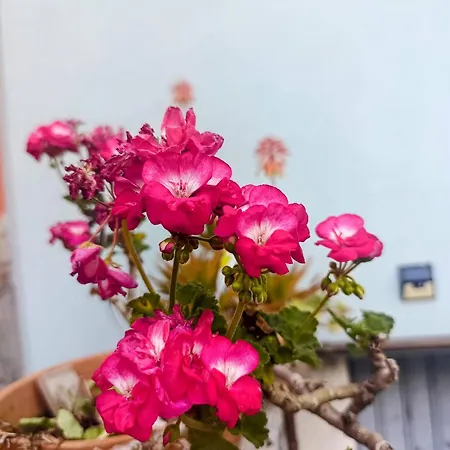 Altea - Di Nuovo Accogliente Mini Vicino E Giardino Appartement Dervio