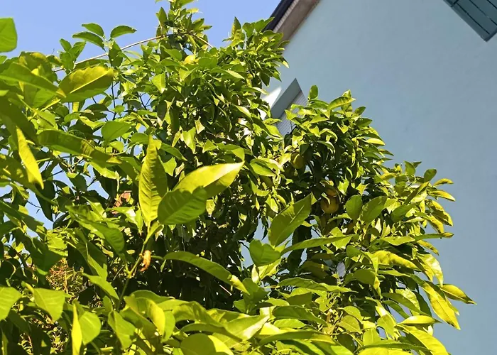 Apartamento Altea - Di Nuovo Accogliente Mini Vicino E Giardino *