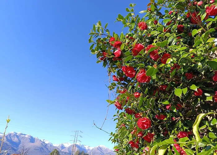Apartment Altea - Di Nuovo Accogliente Mini Vicino E Giardino Dervio
